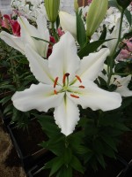 [3262 Silverio World B No02.JPG]